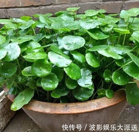 花盆|4种花就靠“水养”,多浇水、长得快,花友嗜水如命