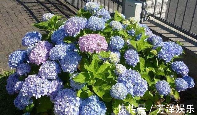 枝条|养绣球“修剪”要做对,花期必开花,花开几百朵,变成“大花球”