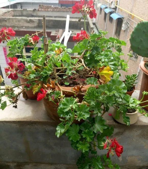 花苞|公认难养的花，养一盆死一盆，从来没有养活过！