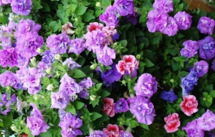 花卉|从5月23日开始,家养此款花卉,遇水就疯长,不怕养不活!