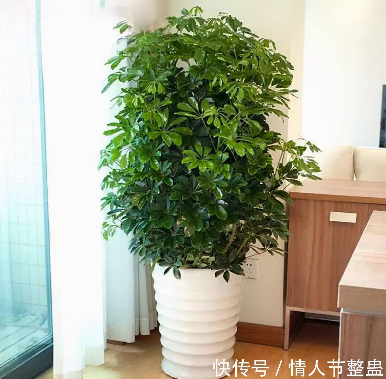 寓意|12种花,建议养一盆,不仅吸收废气,还有“旺财添福”的美好寓意