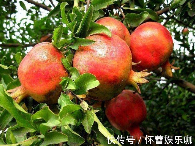 红薯|气血不足、脸色蜡黄怎么办？常吃4种食物，好气色养出来