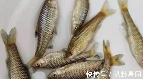 鲤鱼|老司机不会告诉你,夏钓鲤鱼一旦用这3招,天气再热也照样连竿!