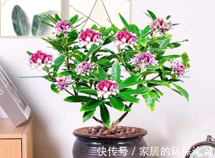 十月不知养啥花?看看这六种,好养又漂亮,可以放心入手