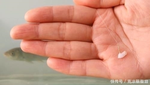 小鱼|剩米饭钓鱼老是钓不到、钓不好,这几个细节没做到,当然效果不行