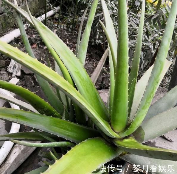 栽培|芦荟烂根怎么办“几招”快拯救,起死回生,很快小芽又挤满盆