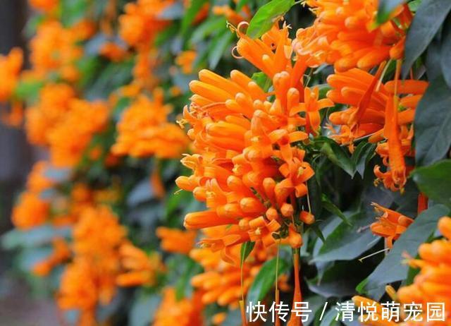 朋友|过年在朋友家住，院子设计太美了，满院子都是花卉，拍给大家看看