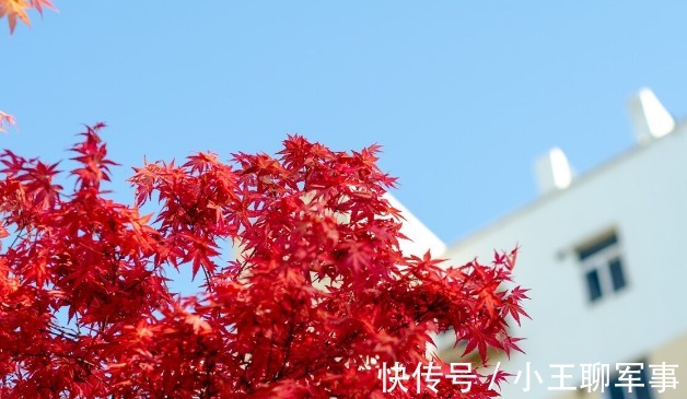 庭院无树，无福无禄？有院子就种15种树，随便选一种，吉祥又好看