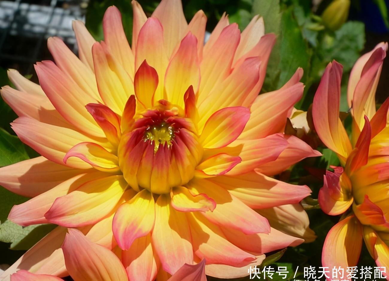  被低估的“三种花”，寓意好“营养价值高”，养一盆家人更健康