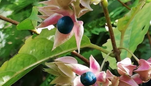 摘几片叶子揉一下,即可止痒,当凉茶喝,上火即见效,人称鬼灯笼