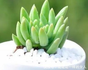 花盆|谁说多肉不好养那是你没掌握好要领,做好这些才是关键