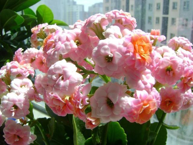 养长寿花，“4步”来“叶插”，1盆变10盆，今年能“轻松”开满屋