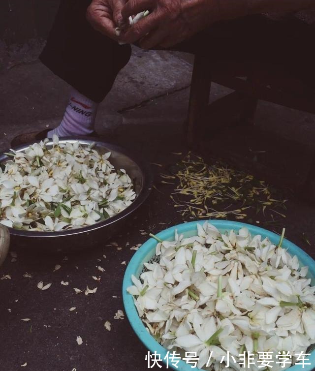 这5种花，个个好滋味，养的旺旺的，开一茬撸一茬，耐看又好吃