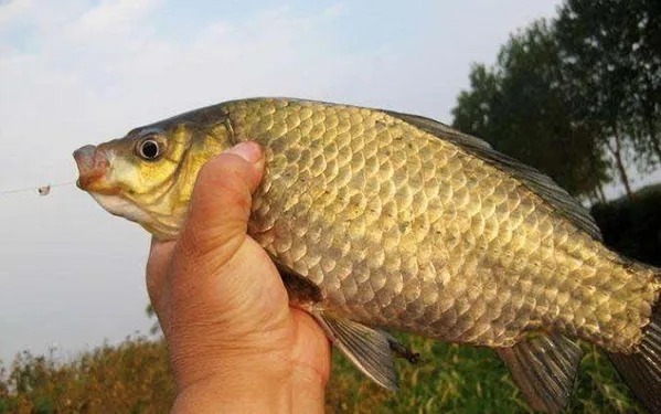掌握这3大钓鲫的“秘诀”，连竿上鱼那都不是事！秋季用刚刚好。