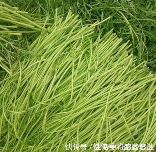 茼蒿|不识货的人,以为这种野草是茼蒿,其实名叫藜蒿,营养价值更高