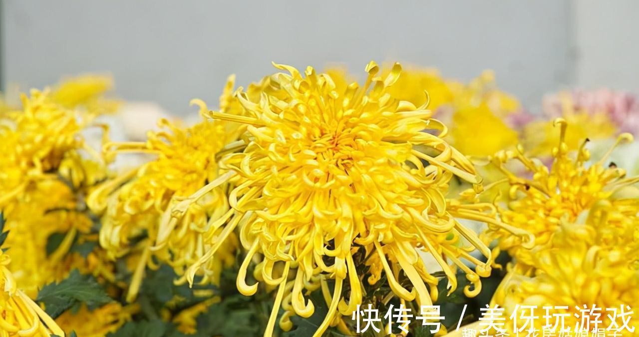 香妃|5种“喜冷花”，花期主要在冬季，好养又漂亮，开花特别香