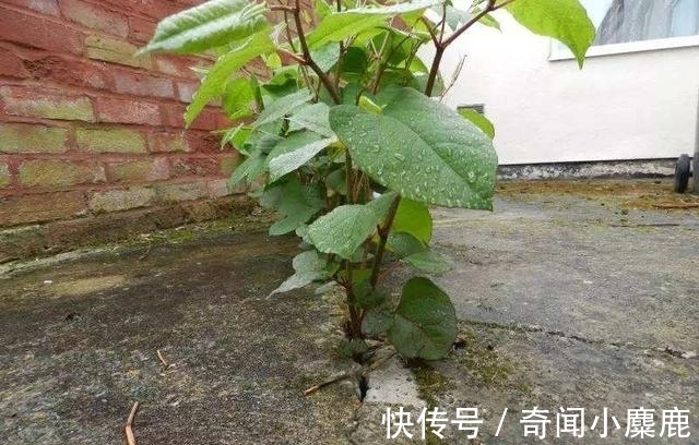 虎杖|屋前屋后见到这草,二话不说赶紧拔,小心爬的满家都是!