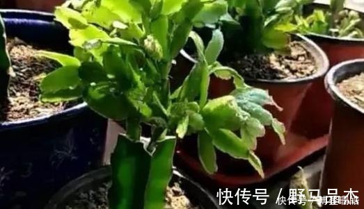 蟹爪兰喷点这个水，叶片杠杠厚，呼呼冒新芽，10年不烂根
