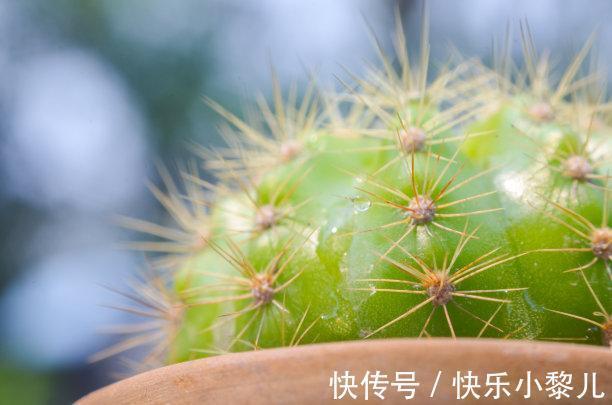 双子座|8天内，桃花重现，月老惦念，牵手复合，重修旧好，共赴美好明天