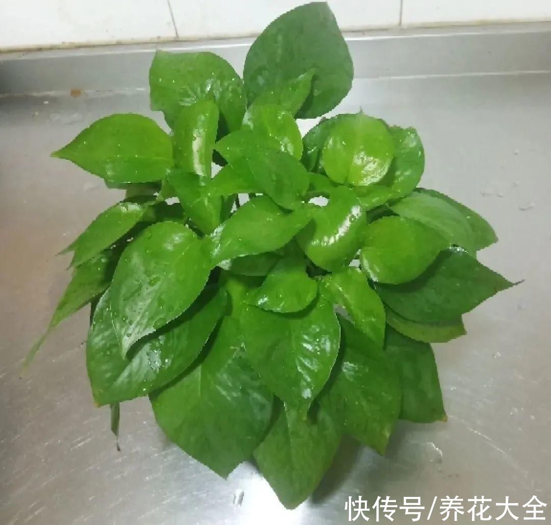 10种“怕晒花”,越晒死越快,半阴地儿反倒长得旺