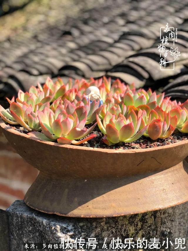 多肉，一位来自神奇大自然的良师益友！