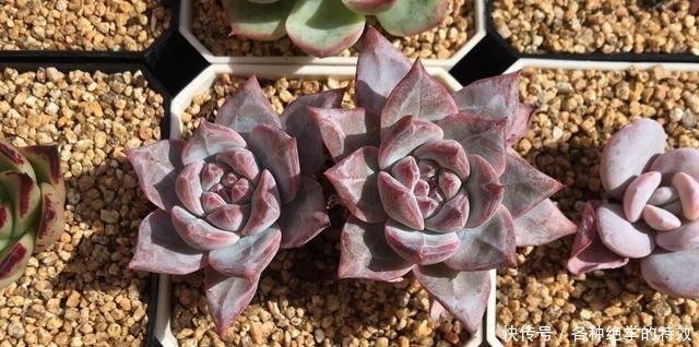 羞红|秋风轻吻,多肉,羞红了脸颊