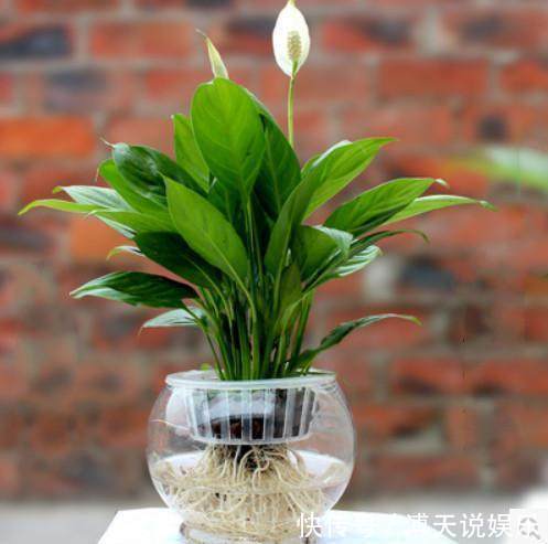 别乱养花，要养就养它，“镇宅辟邪”旺财、养人，有钱人都在养