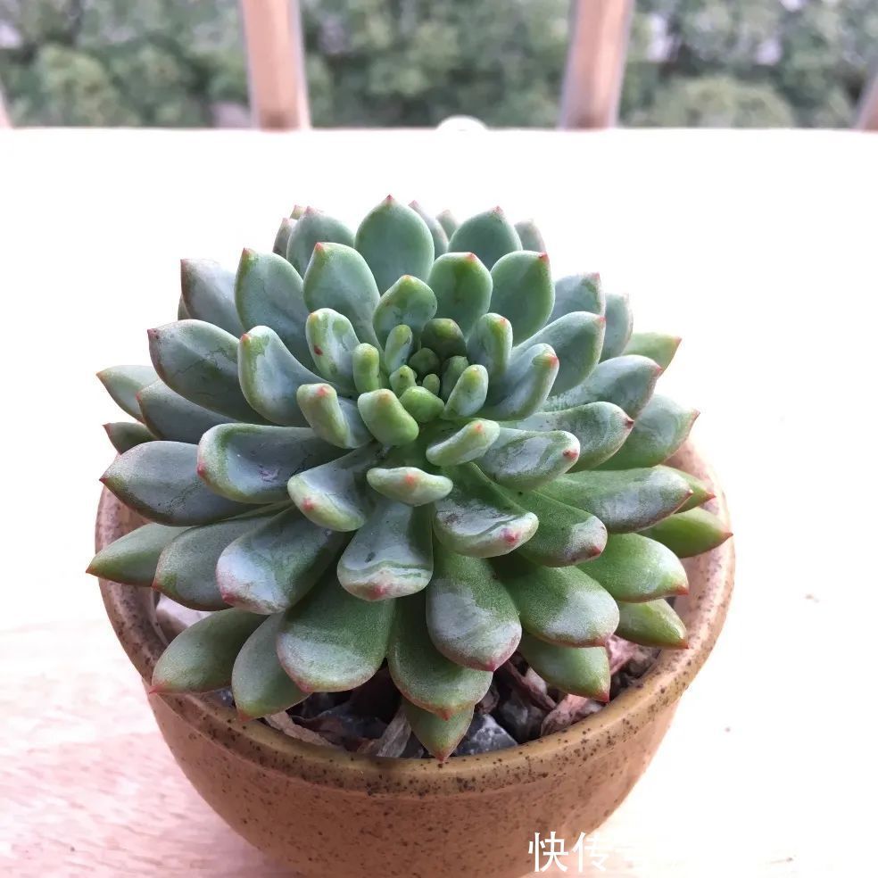 一组逆袭成功的多肉给它时间，它就会给你好看！