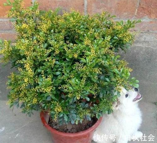 蓝雪花|4种漂亮花，一样的喜好，同时管理不要偏心，开出小花园！