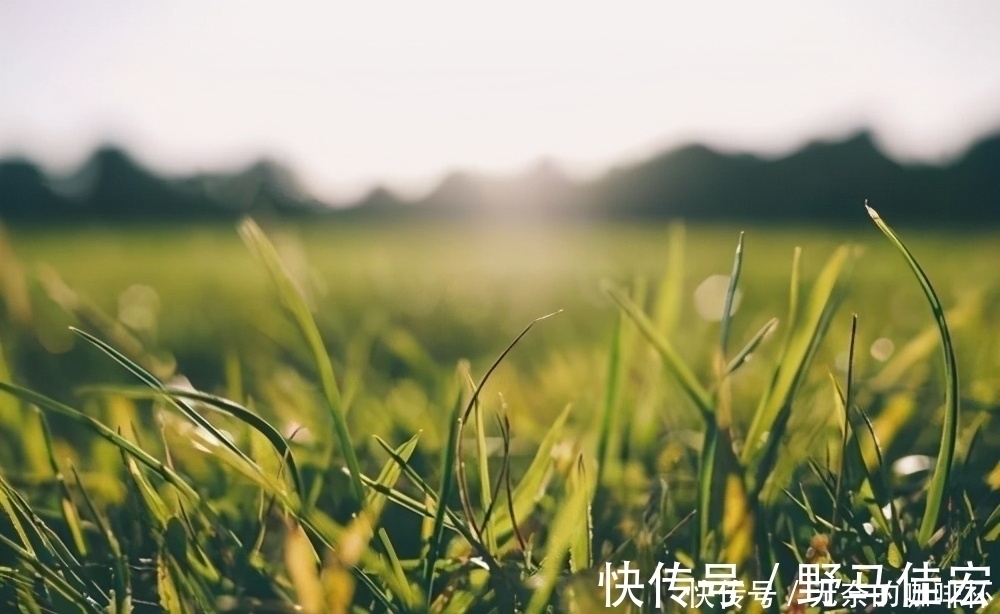猛犸象|为什么屋子里总是莫名其妙落一层灰尘,它们到底是从哪里来的?