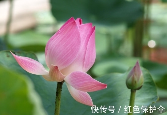 属相|10月15开始,喜鹊叫喜事来,4属相财库丰盈,机遇不断,万事顺心