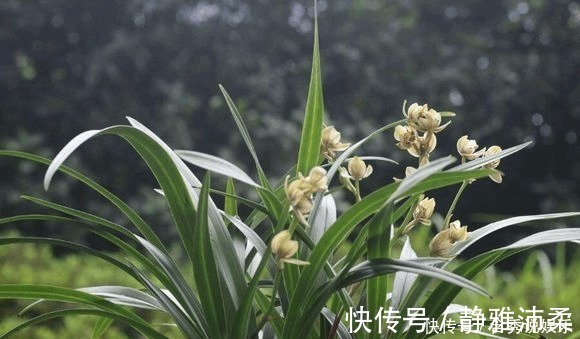 养兰您得学会识别能开花的兰株，否则入不了门