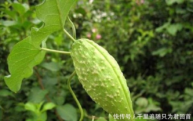 羊角菜|此杂草外形清新喜人,是中医界的“珍宝”,遇到可得保留好