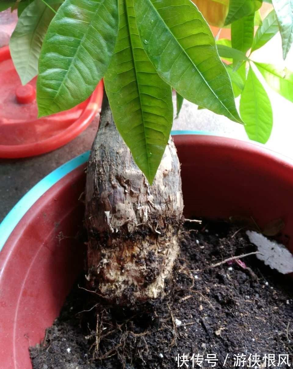 天气冷气温低,这些花要干养,少浇水才不易受冻和烂根