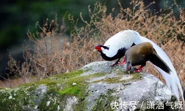 白鹇|白鹇鸡!太美了!