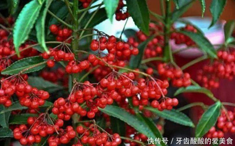 4种花养了就爆盆,好养易活开花漂亮,美轮美奂,你一定会喜欢