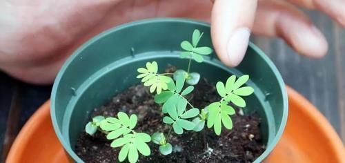 用种子培育的含羞草盆栽,还能开出粉色的绒球花朵
