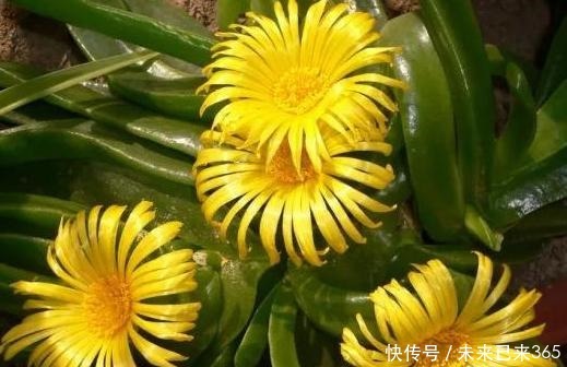 泥土|此款多肉外形似手掌,可开出漂亮的黄花,盆栽管理需做到4点