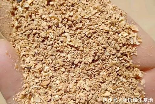 养君子兰、长寿花，盆里撒点“万能肥”，新芽猛长，呼呼开花！