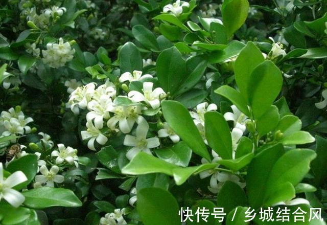 九里香花香浓郁，有花友说不适合在室内养，是真的吗