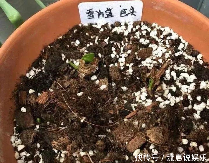 爆球|开在雪地里的花,零下20度冻不死,年年爆球一大堆!