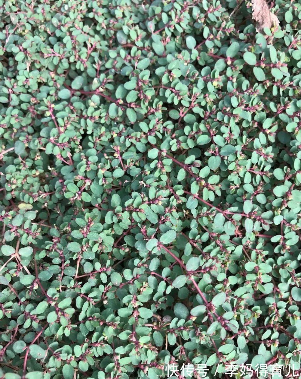 凤尾草|奶草,一种神奇的民间草药!17个入药良方,横扫全身上下各种疾病