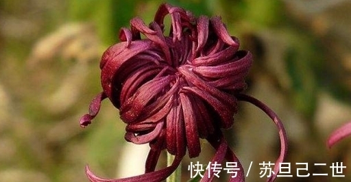 墨菊|养菊不如养一盆“墨菊”，花色如墨，华丽不失娇媚，适合盆栽养殖