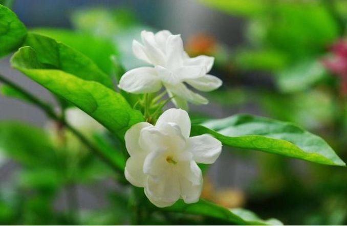 几种花养家里,好养又漂亮,几个月不浇水,照样长得旺!