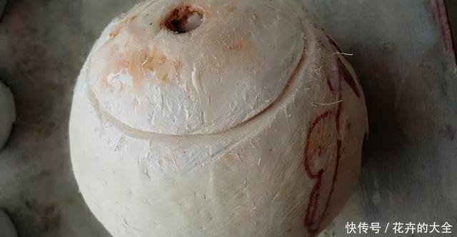 自制|在家用这4种东西自制花盆,简单方便还好看!透气性高养花好