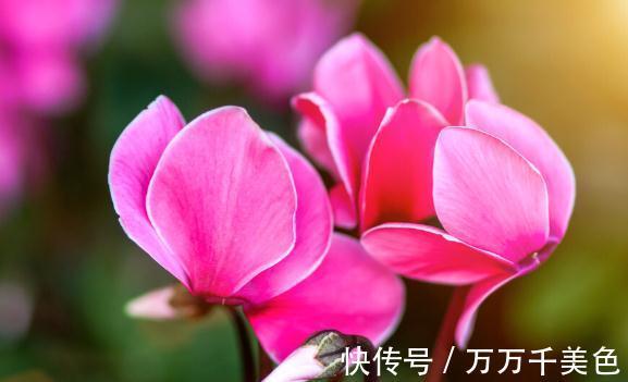 花盆越小开花越好的“皮实”花，塞进小花盆里，好养又好看