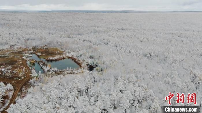 今秋|“神州北极”迎今秋首场雪 “林海”一夜变“雪海”