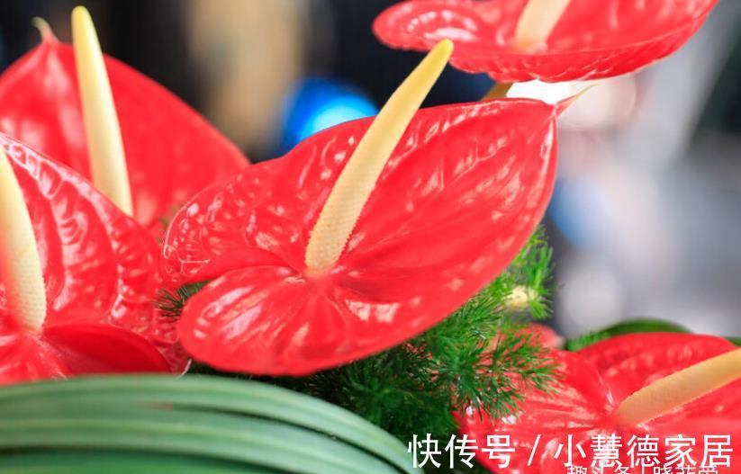 红掌|天太热了,4种“吉祥”花,家里放一盆,清新悦目寓意好