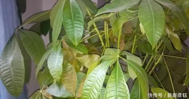 这16种花冬天越浇越死,3个月不管,反而长高个