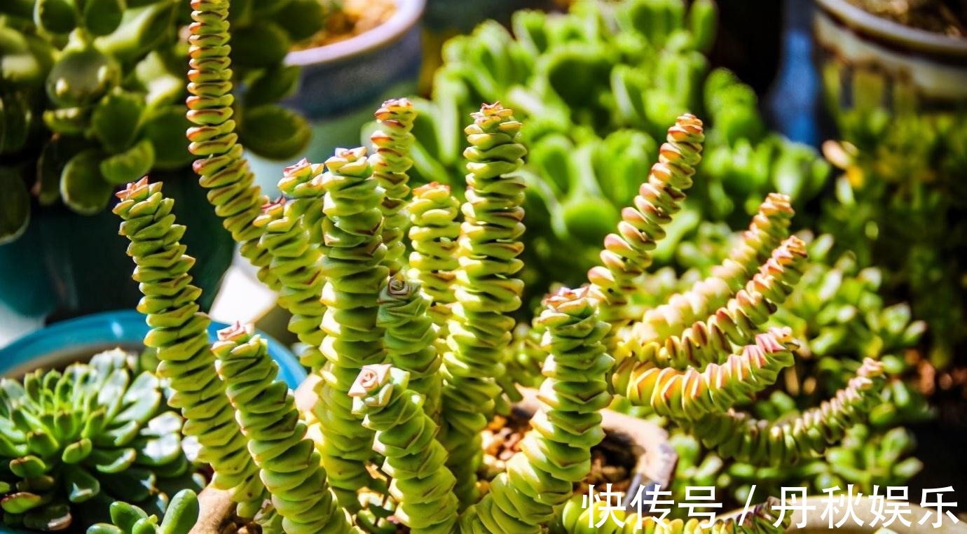 铜钱草|6种“聚财花”,养在家里好兆头,漂亮又大气,还有好运满满